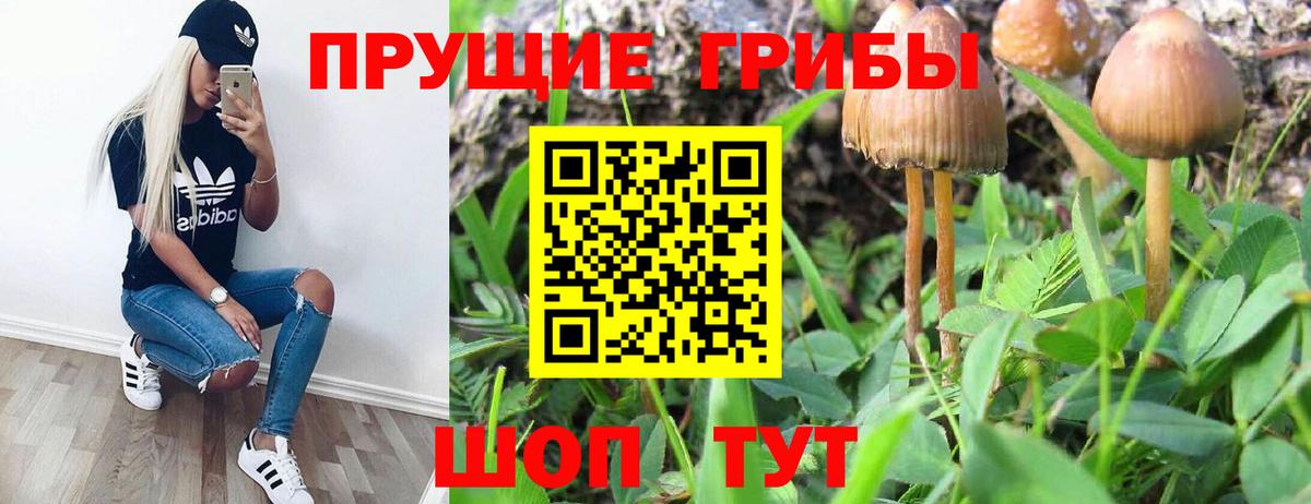 Псилоцибиновые грибы Psilocybine cubensis Кирово-Чепецк